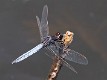 Crocothemis nigrifrons male-3433